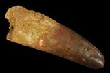 Spinosaurus Tooth - Robust Tooth #137226-1
